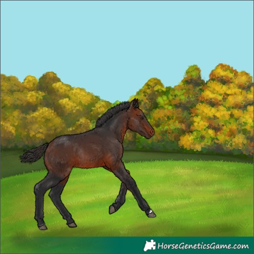Horse Color:Bay Rabicano 