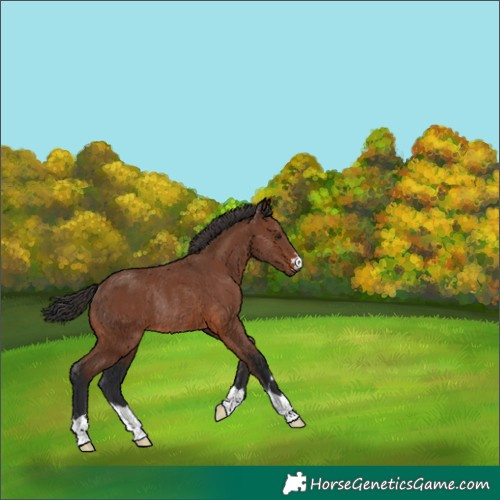 Horse Color:Brown Rabicano 