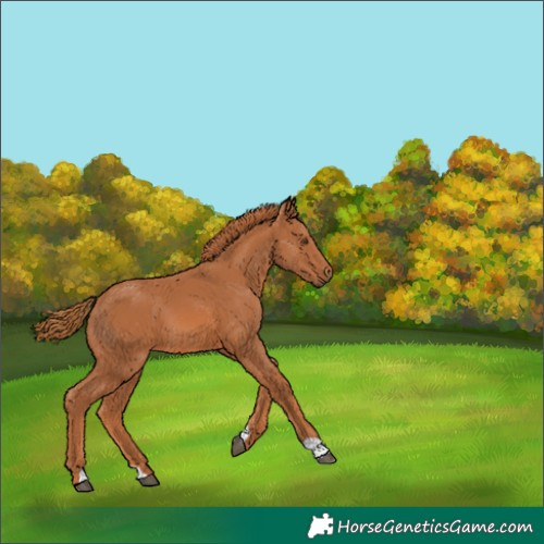 Horse Color:Unknown 