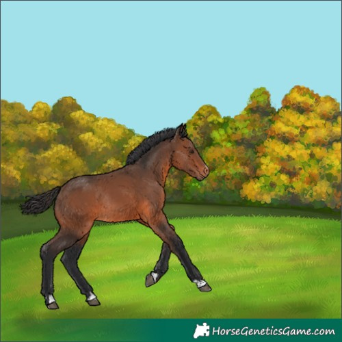Horse Color:Brown Rabicano 