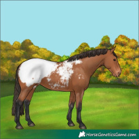 Horse Color:Bay Appaloosa