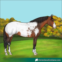 Horse Color:Bay Appaloosa