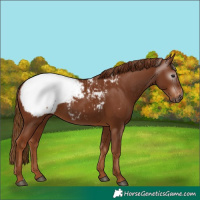 Horse Color:Gray Chestnut Appaloosa 