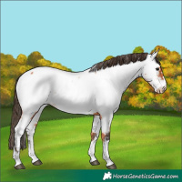 Horse Color:Bay Appaloosa