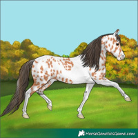 Horse Color:Bay Tobiano Appaloosa 