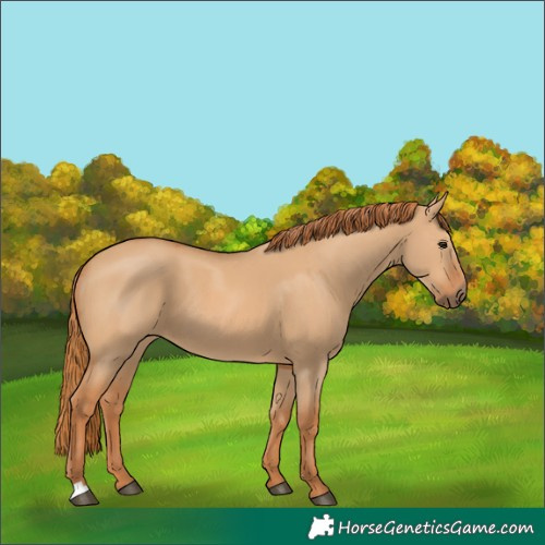 Horse Color:Red Dun 