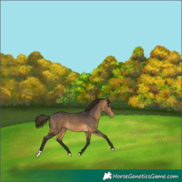 Horse Color:Buckskin Varnish 