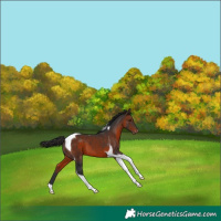 Horse Color:Brown Tobiano Appaloosa 