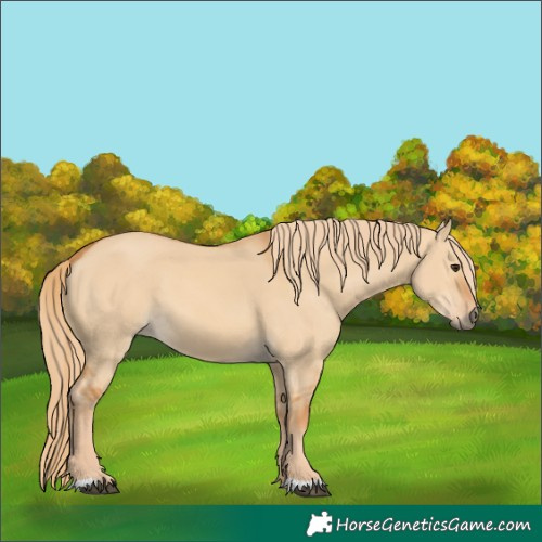 Horse Color:Red Dun 