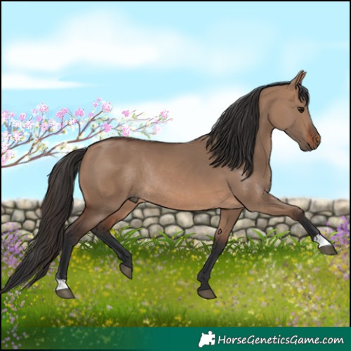 Horse Color:Brown Dun Rabicano 