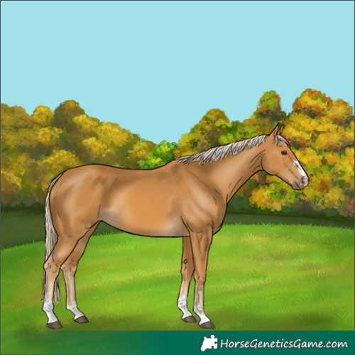 Horse Color:Palomino 
