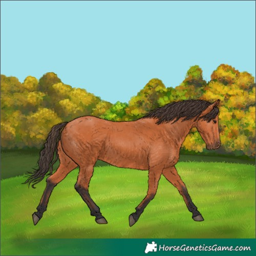 Horse Color:Bay 