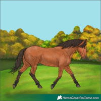 Horse Color:Bay 