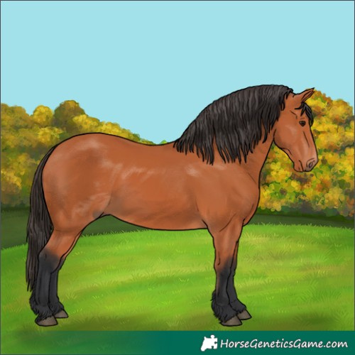 Horse Color:Bay 