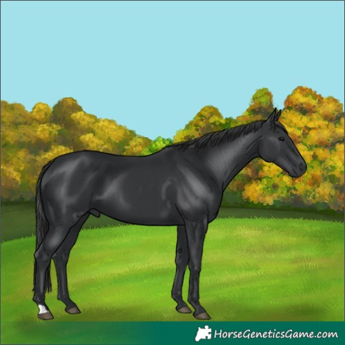Horse Color:Black 