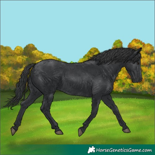 Horse Color:Black 