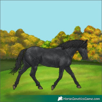 Horse Color:Black 