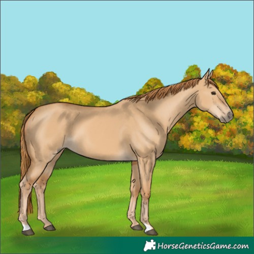 Horse Color:Red Dun 