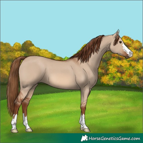 Horse Color:Red Dun 