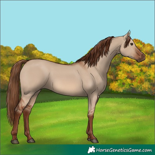 Horse Color:Red Dun 