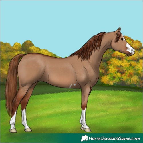 Horse Color:Red Dun 