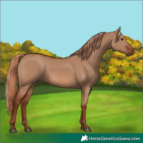 Horse Color:Red Dun 