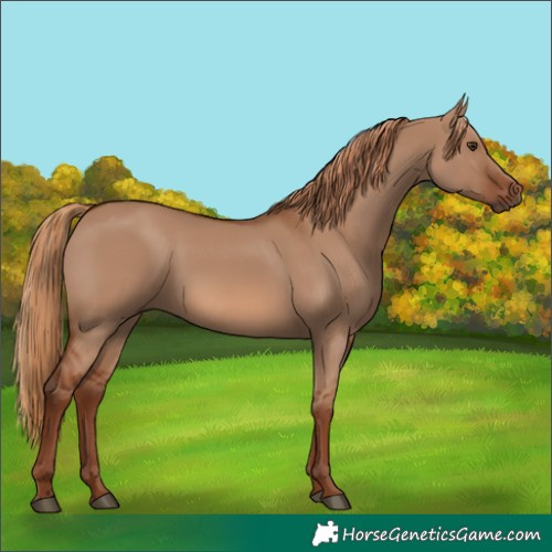 Horse Color:Red Dun 
