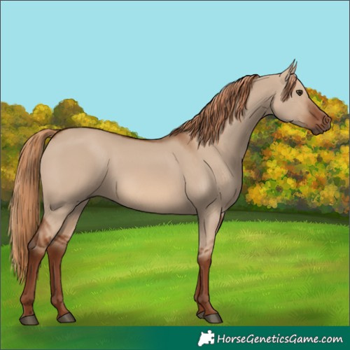Horse Color:Red Dun 
