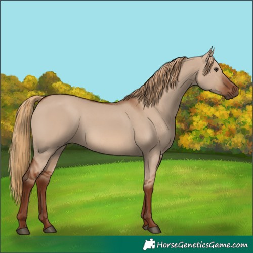 Horse Color:Red Dun 