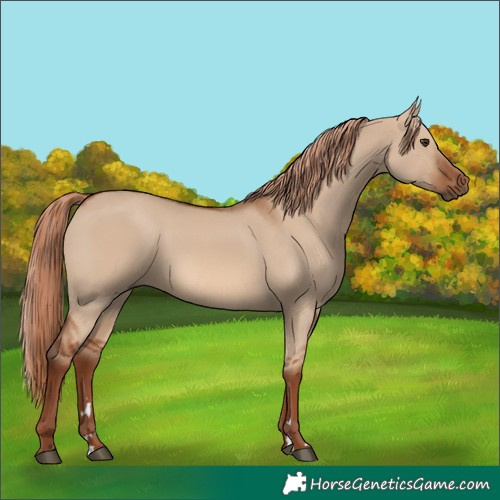 Horse Color:Red Dun 