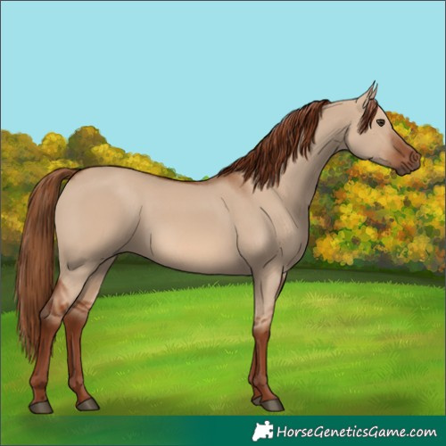 Horse Color:Red Dun 