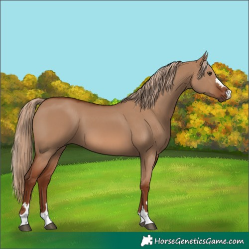 Horse Color:Red Dun 