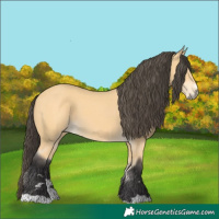 Horse Color:Buckskin