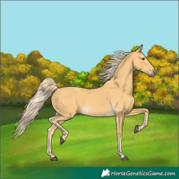 Horse Color:Palomino