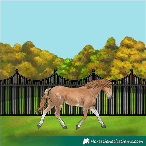 Horse Color:White Spotted Chestnut 