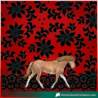 Horse Color:White Spotted Chestnut 