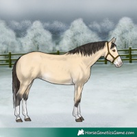 Horse Color:Buckskin Dun Splash 