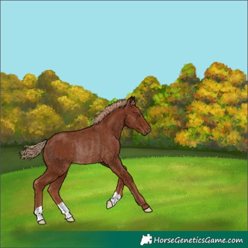 Horse Color:Chestnut Rabicano 