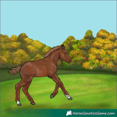 Horse Color:Chestnut Rabicano 