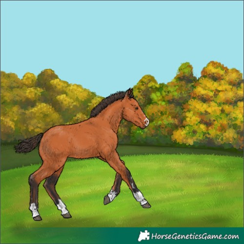 Horse Color:Bay 