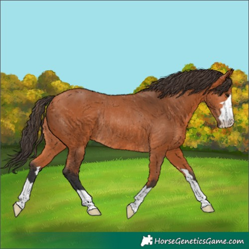 Horse Color:Unknown 