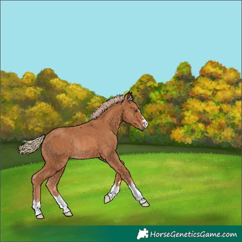 Horse Color:Unknown 