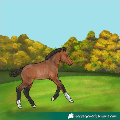 Horse Color:Bay Rabicano 