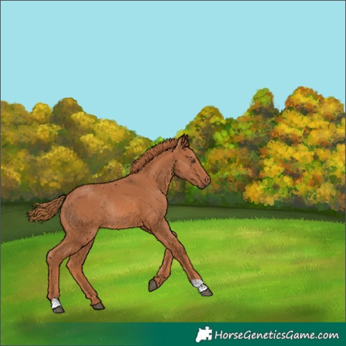 Horse Color:Chestnut Rabicano 