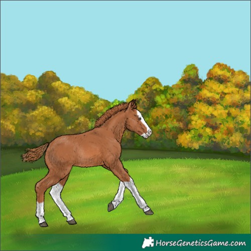 Horse Color:Unknown 