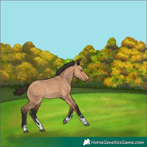 Horse Color:Bay Dun Rabicano 