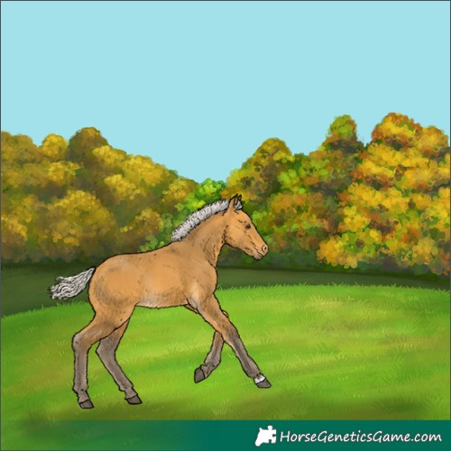 Horse Color:Silver Buckskin Rabicano 