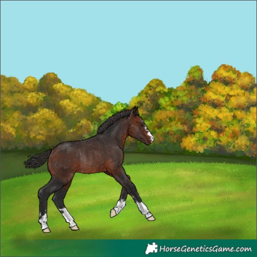 Horse Color:Bay Rabicano 