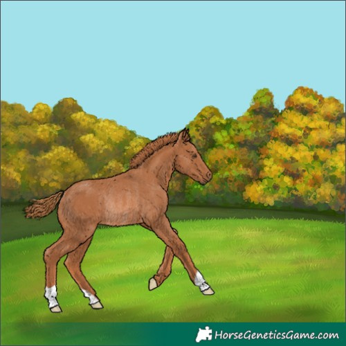 Horse Color:Chestnut Rabicano 