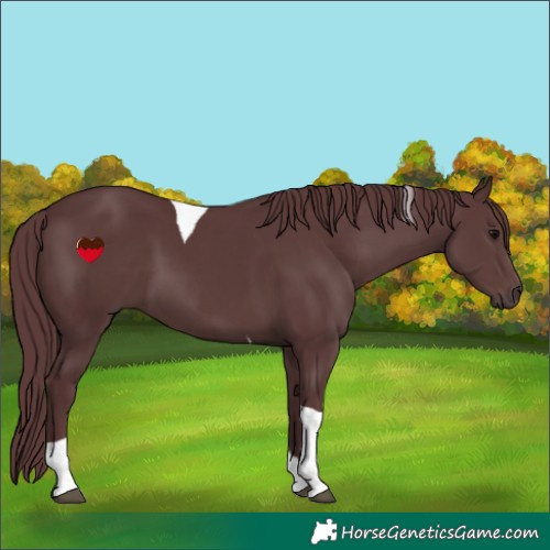 Horse Color:Chocolate Black Tobiano Rabicano 